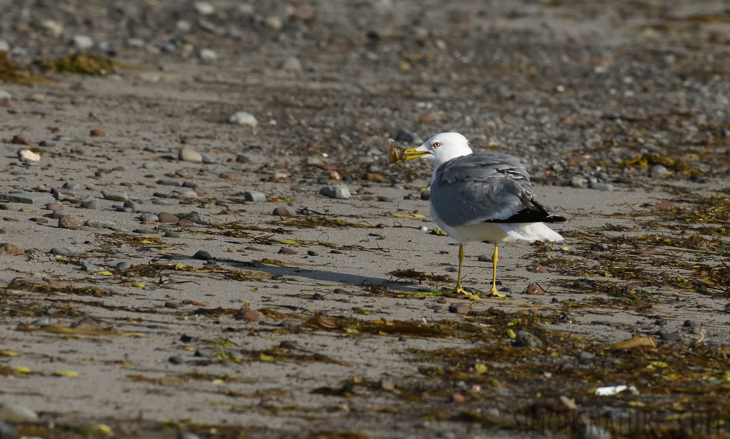 Larus delawarensis [400 mm, 1/5000 Sek. bei f / 8.0, ISO 1600]